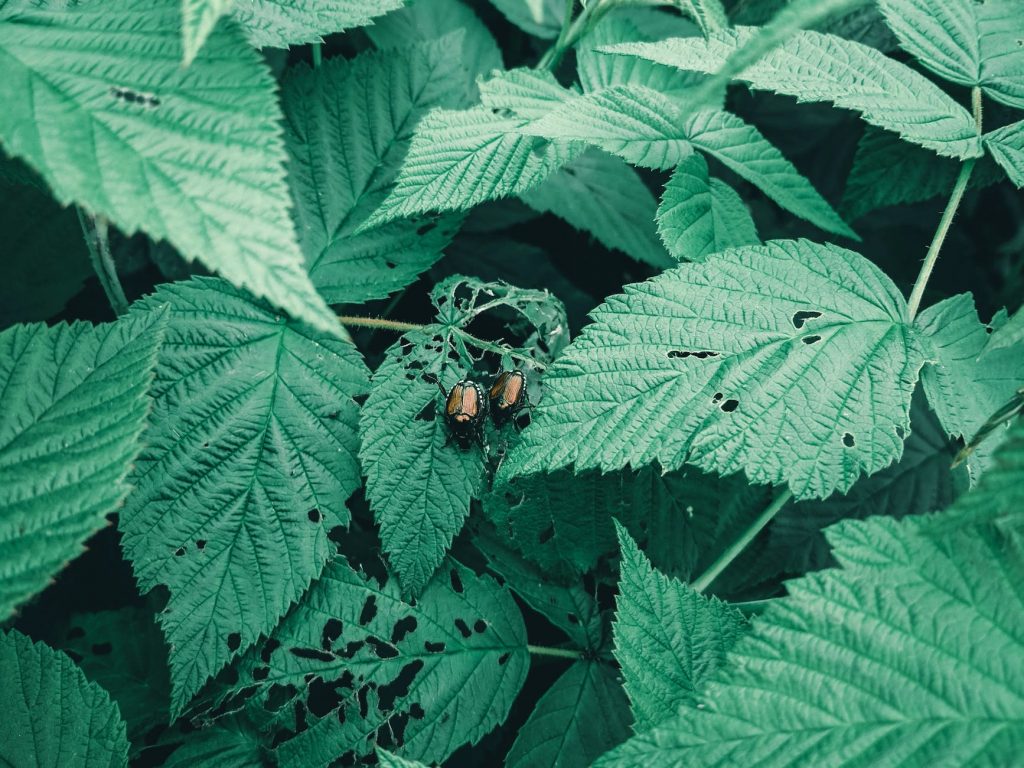 close up shot of bugs on the leaves