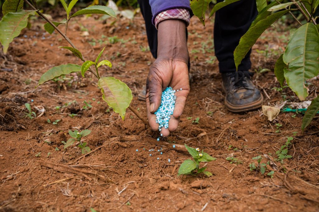 hand of man putting fertilizer pellets on ground