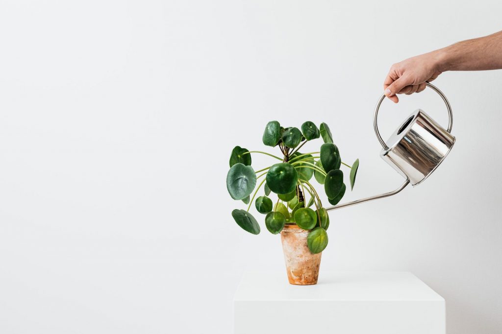 hands watering the chinese money plant