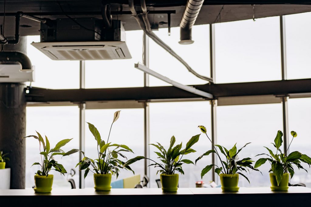 potted plants near glass windows