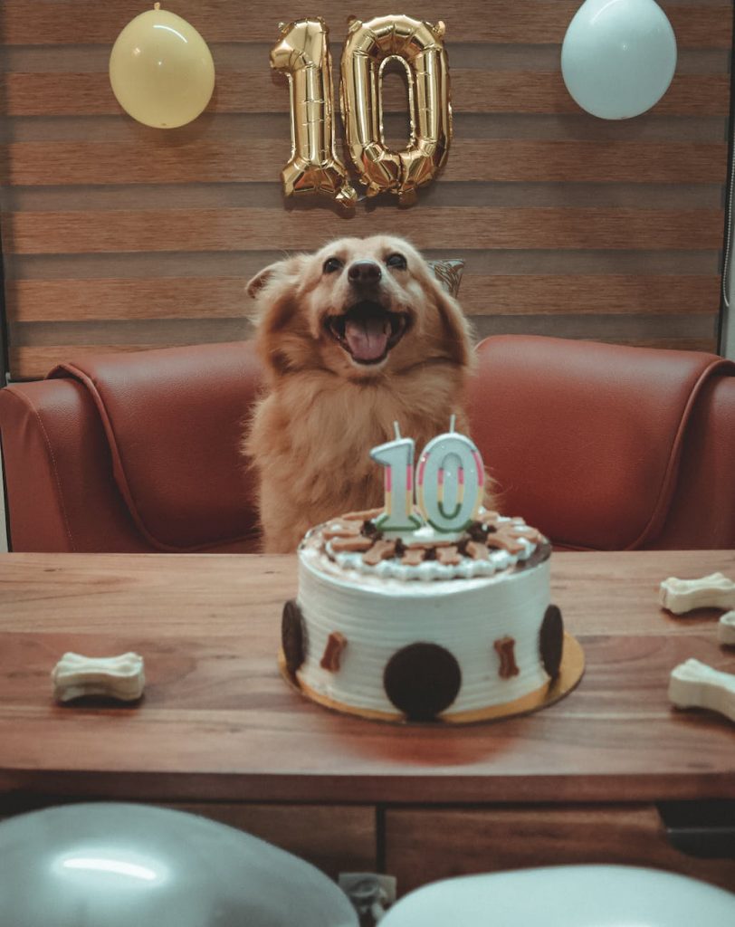 a kokoni dog near a birthday cake