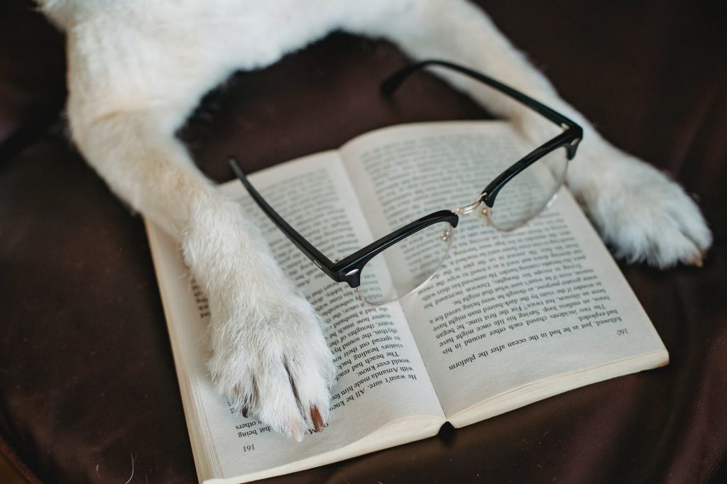 dog putting paw on book with eyeglasses