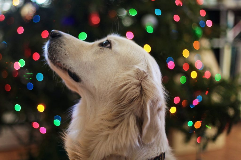 golden retriever